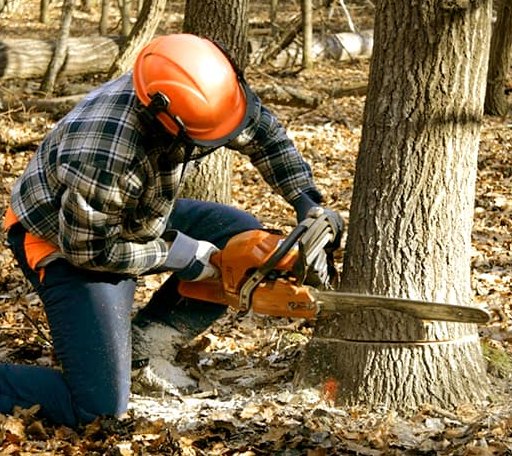 Tree Removal in Evansville, AR